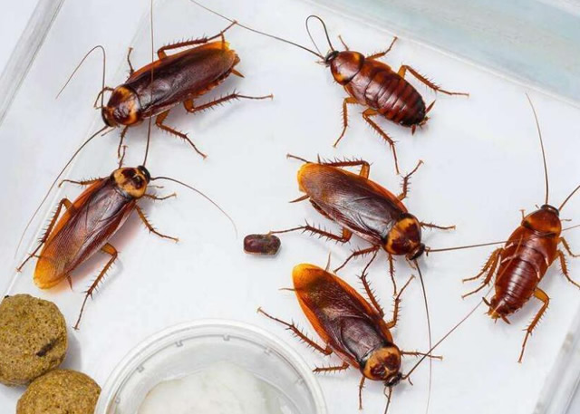 杭州萊仕達提供除蟲滅害服務，四害（老鼠 蒼蠅 蚊子 蟑螂）